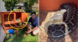 The deadly mistake Australians make in their backyards as snakes attack beloved pets