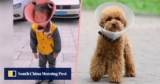 A man puts a cone dog collar on his 5-year-old granddaughter to stop her from playing with her cell phone, and the effect divides Chinese social media.