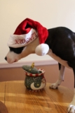 Things that can ruin your pet’s holiday season