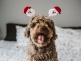 Tips for spending Christmas carefully with your pet